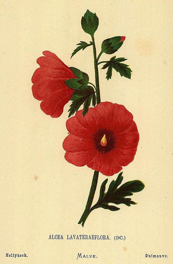 Hanna Zeller - Fleurs de Palestine. Um 1875.
