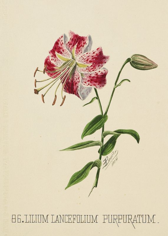 Alcide Boucher - Pflanzenalbum. 1903.