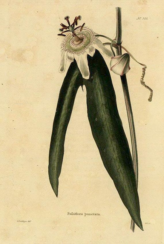 G. Loddiges - The Botanical Cabinet. Bd. II. 1818.