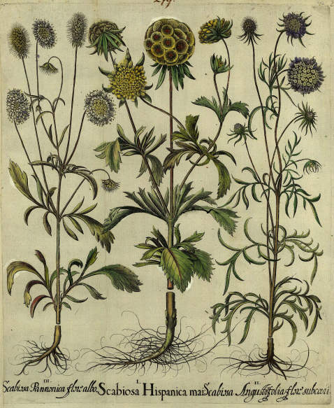 Basilius Besler - Linaria aurea/Goldhaar-Aster. Scabiosa Hispanica/Stern-Skabiose.