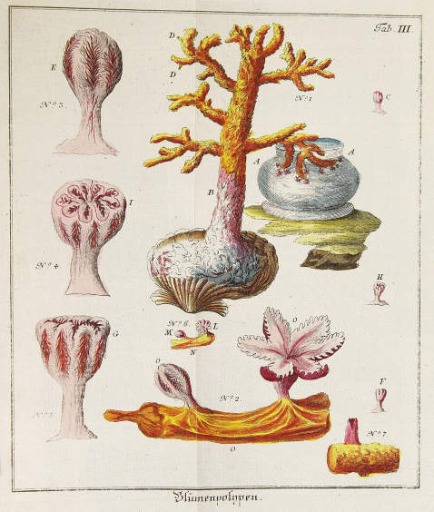   - Abhandlung von Insecten, 3 Bde. 1764-1779