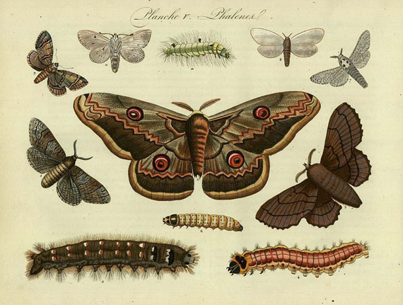 Balland, A.-E. - Papillons. 1823.
