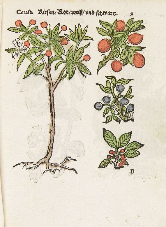   - Herbarum, arborum, fruticum, frumentorum. 1552 - Altre immagini