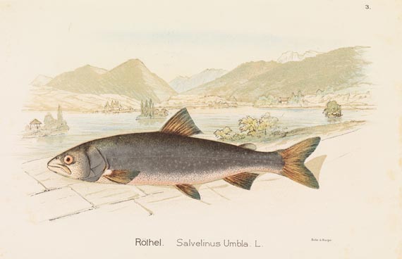   - Schweizerisches Fischkochbuch 1894 - Altre immagini