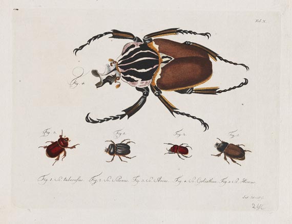 Carl Gustav Jablonsky - Natursystem. Die Käfer. 10 Hefte mit 195 Tafeln. 1785-1806. - Altre immagini