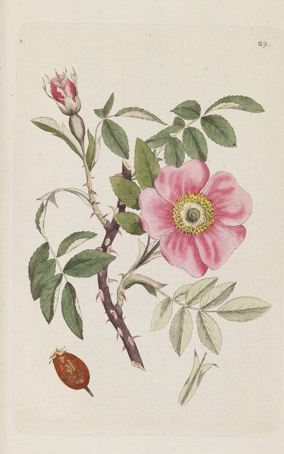 Johann Wilhelm Palmstruch - Svensk Botanik. 10 Bde. + 1 Heft 1802 - Altre immagini