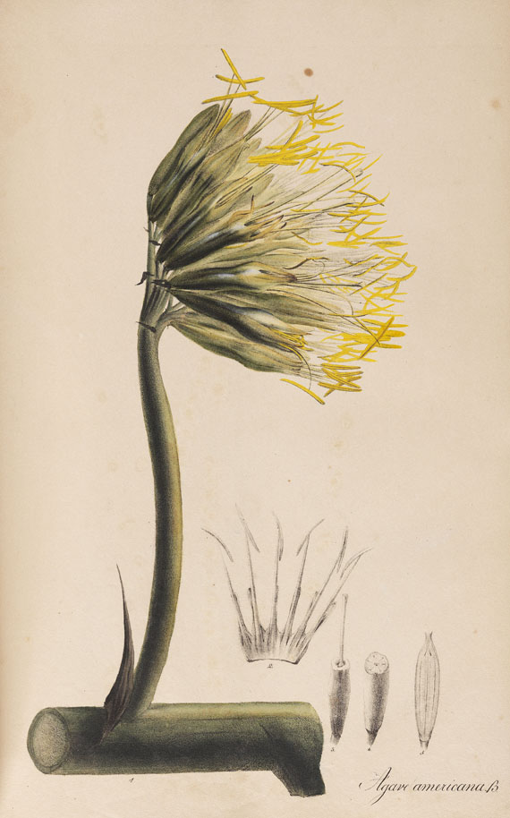 Theodor Friedrich Ludwig Nees von Esenbeck - Plantae officinales medicinales. 1828. - Altre immagini