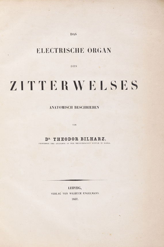 Theodor Bilharz - Das electrische Organ des Zitterwelses. 1857. - Altre immagini