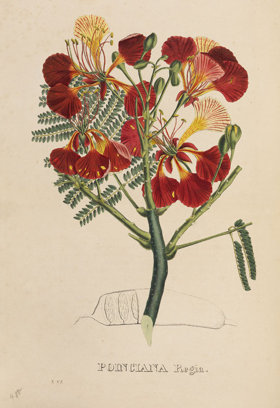 Geel, P. C. van - Flore des serres et jardins de Paris. 6 Bde. 1834