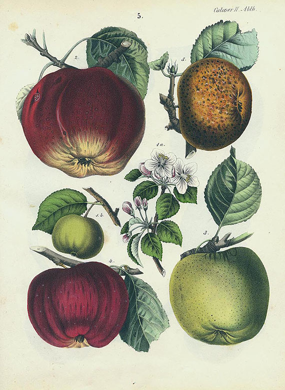 Carl Gustav Calwer - Deutschlands Obst- und Beerenfrüchte. 1854.