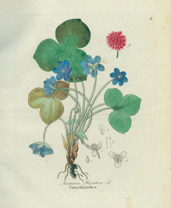 David Nathan Friedr. Dietrich - Forstflora. 1840.