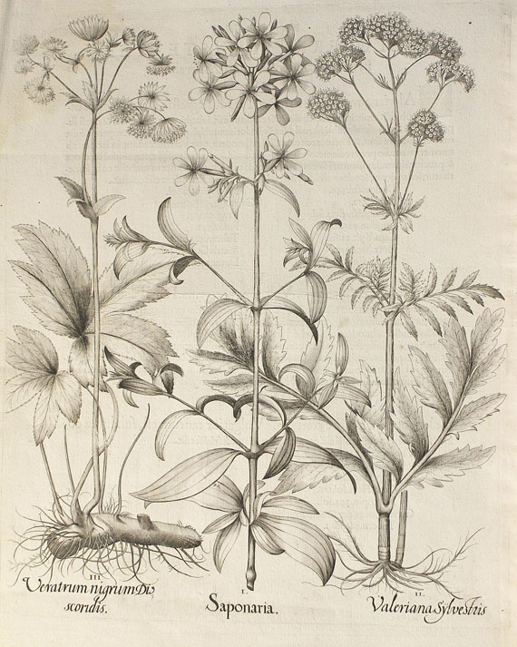  Blumen und Pflanzen - 2 Bll. Nelken und Saponaria. - Altre immagini