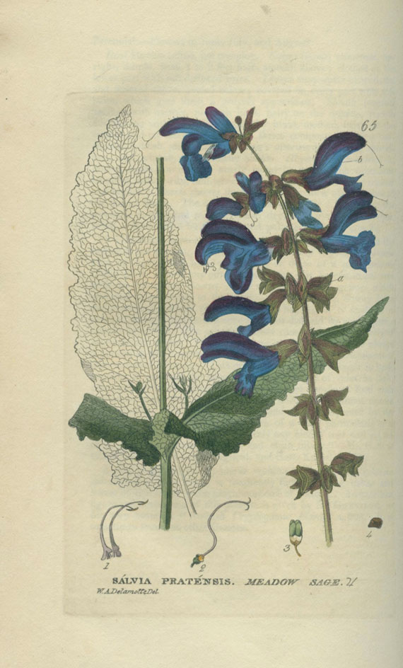 William Baxter - British Flowering Plants. 6 Bde. 1834-43