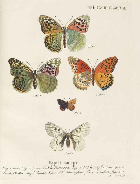 Johann Christoph Esper - Die Schmetterlinge. 5 Bde. & Suppl. in 10 Bdn. 1829ff. - Altre immagini