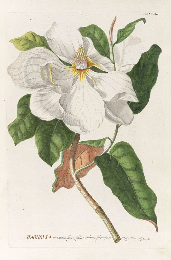Christoph Jakob Trew - Plantae selectae. 1750.. - Altre immagini