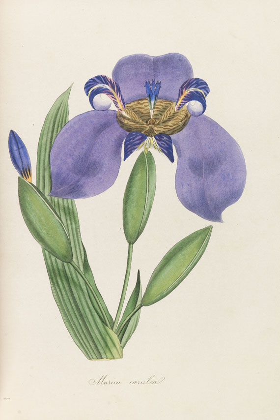 Joseph Paxton - Magazine of botany. 9 Bde. 1834-1844 - Altre immagini
