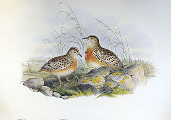   - Faks.: Gould, J., Birds of Great Britain I u. IV + Mammals of Australia.