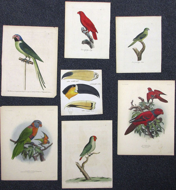  Vögel - Ca. 90 Bll. Papageien, Paradiesvögel, Kolibris. - Altre immagini