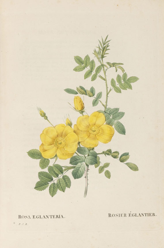 Pierre Joseph Redouté - Les Roses, 3 Bde. 2. Oktavausgabe 1828-29. - Altre immagini