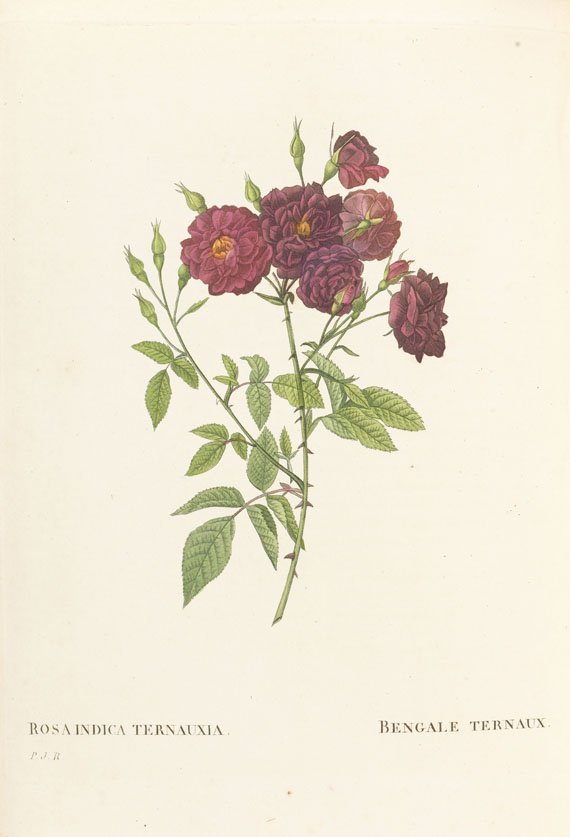 Pierre Joseph Redouté - Les Roses, 3 Bde. 2. Oktavausgabe 1828-29. - Altre immagini