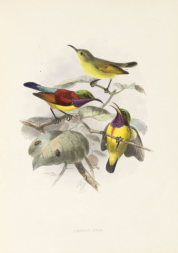 George Ernest Shelley - A monograph of the Nectariniidae, or sun birds. 1876. - Altre immagini