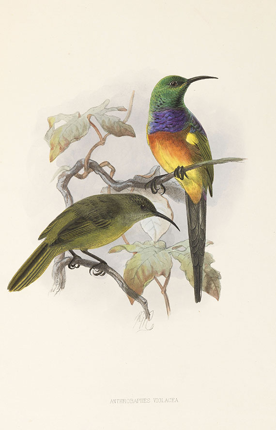 George Ernest Shelley - A monograph of the Nectariniidae, or sun birds. 1876. - Altre immagini