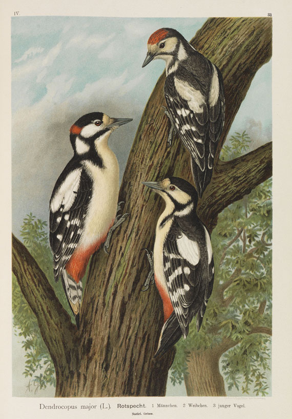Johann Friedrich Naumann - Naturgeschichte der Vögel. 12 Bände - Altre immagini