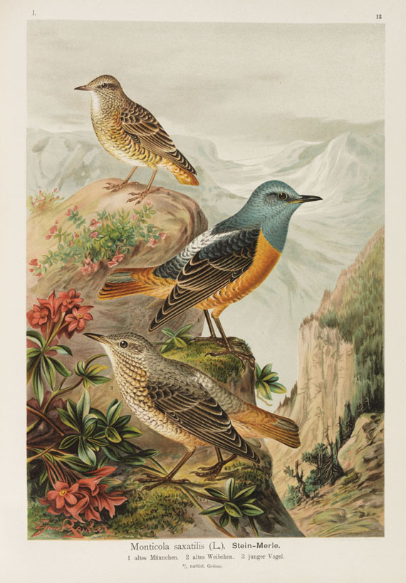 Johann Friedrich Naumann - Naturgeschichte der Vögel. 12 Bände - Altre immagini