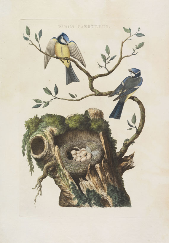 Cornelius Nozeman - Nederlandsche vogelen. 5 Bände, ungebunden in Kassetten - Altre immagini