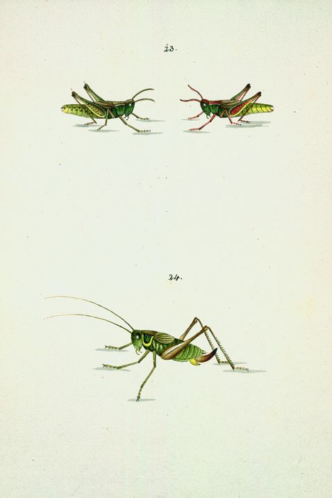 Hagenbach, J. J. - Faunae insectorum Helvetiae