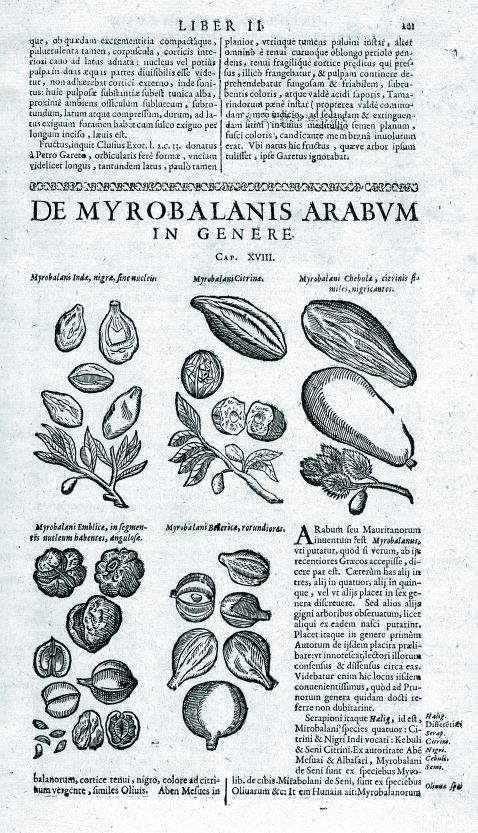 Bauhin, J. - Historia Plantarum