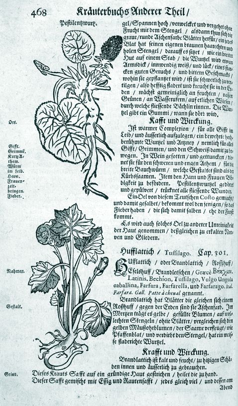 Lonicer - Kreuterbuch. 1678