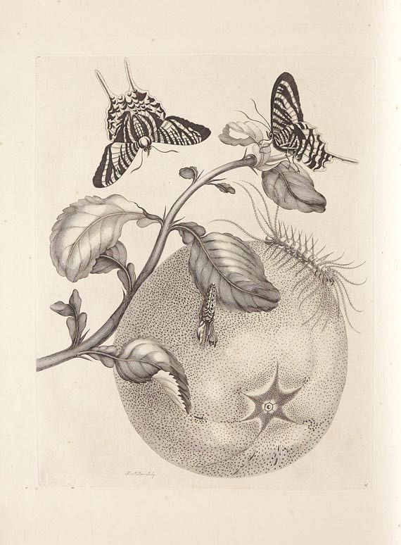 Maria Sibylla Merian - Surinaamsche Insecten. 1730 - Altre immagini