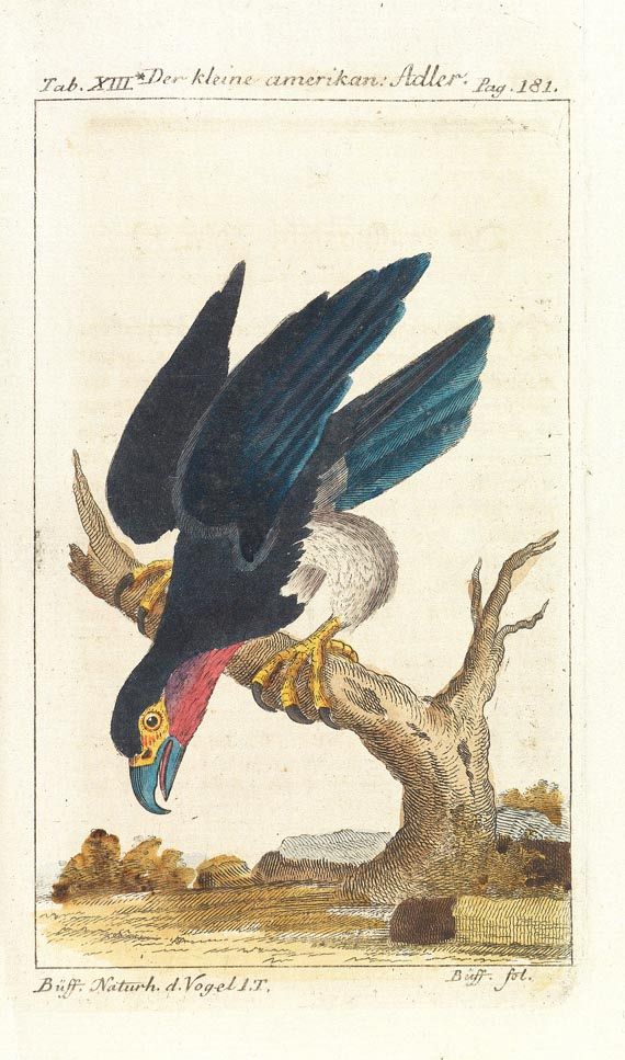 Georges Louis Leclerc comte de Buffon - Naturgeschichte. 34 Teile in 31 Bdn., 1772-1808. - Altre immagini