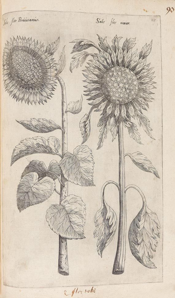 Emanuel Sweertius - Florilegium. 1612 - Altre immagini