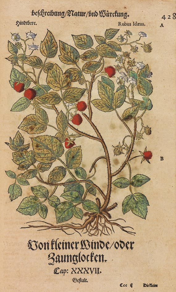 Pietro Andrea Matthiolus - Kräuterbuch 1563 - Altre immagini