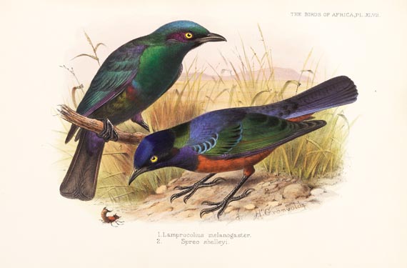 George Ernest Shelley - Birds of Africa, 6 Bde. (1896) - Altre immagini