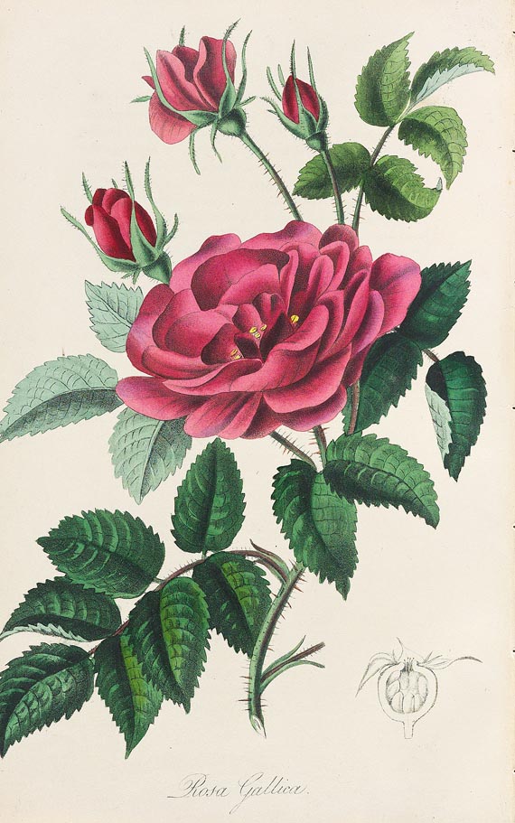 John Lloyd Stephens - Medical Botany, 1853, 4 Bde. - Altre immagini