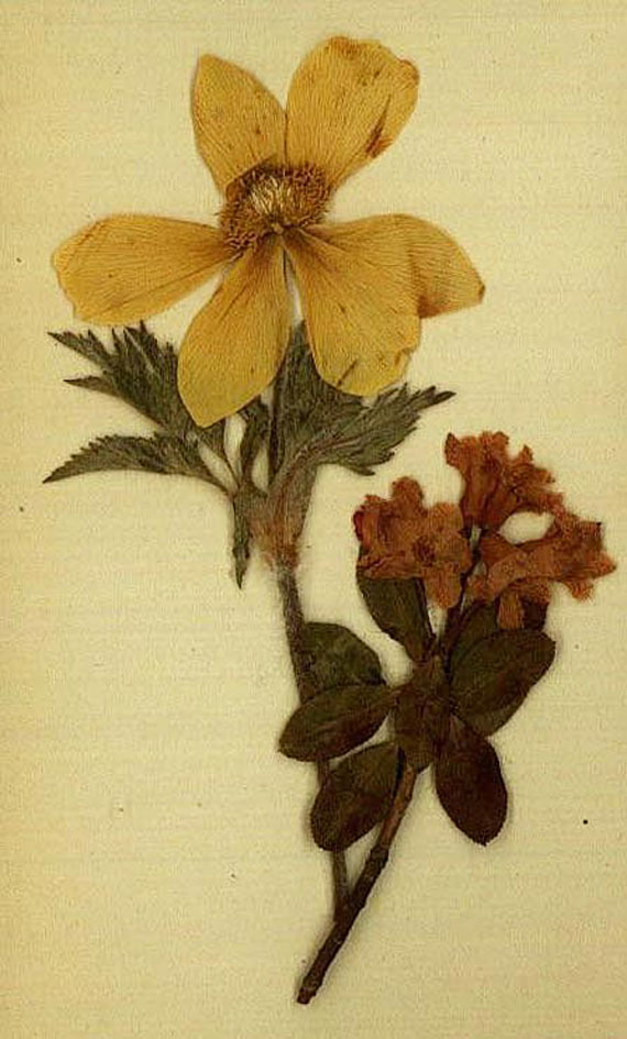  Album amicorum - Album amicorum. Königsberg u.a. 1815-1837. - Dabei: Herbarium. Ca. 1860.