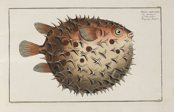 Marcus Elieser Bloch - Oecon. Naturgeschichte der Fische/d. ausländ. Fische. 5 Text- u. 4 Tafelbde. Zus. 9 Bde. 1782-87. - Altre immagini