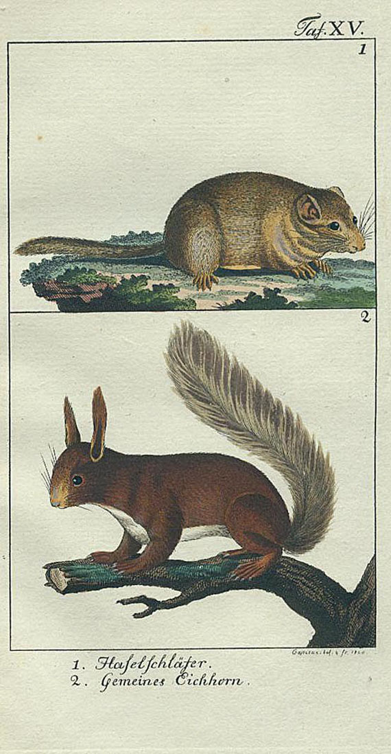 Johann Matthäus Bechstein - Naturgeschichte Deutschlands. 1801-09. 4 Bde.