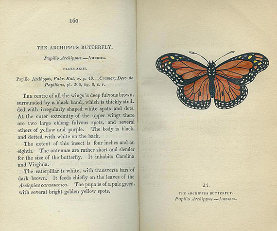 Schmetterlinge - 5 Werke über Schmetterlinge.