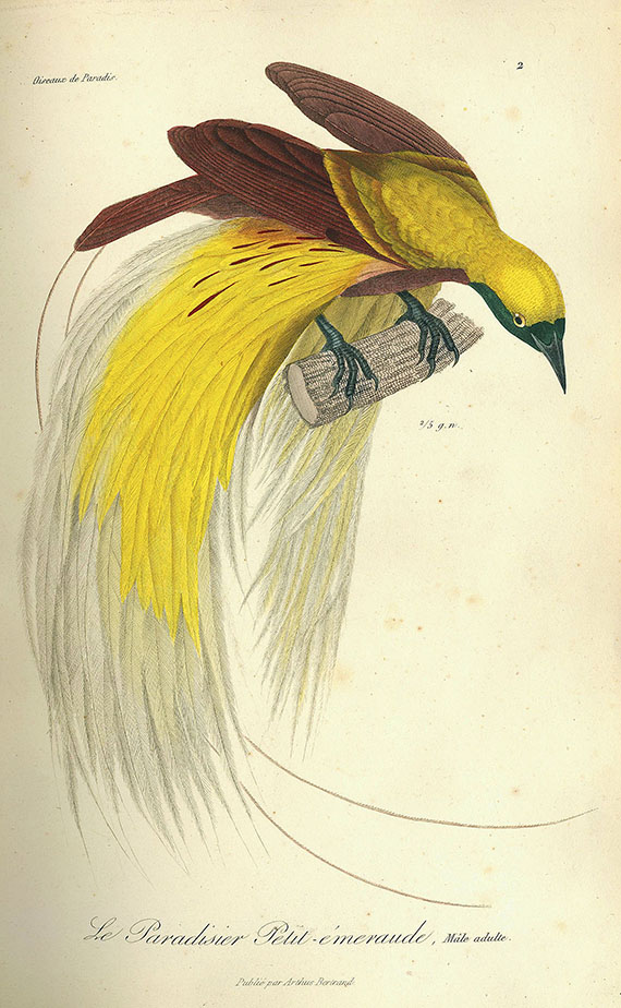 Réne Primevère Lesson - Oiseaux de paradis. 1834-35