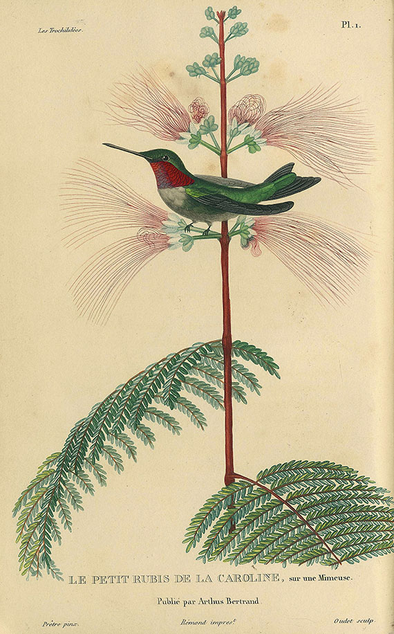Réne Primevère Lesson - Les trochilidées. 1832 - Dabei: Oiseaux-mouches.