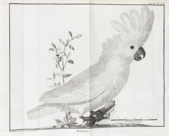 Mathurin Jacques Brisson - Ornithologie. 6 Bde. 1760.