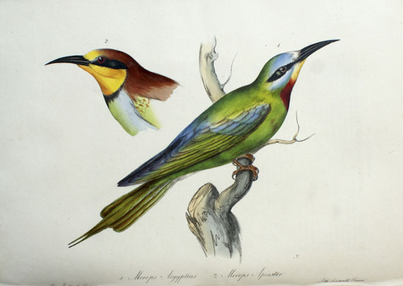 Charles Lucien Bonaparte - Iconografia della fauna italica: uccelli. 1832-41