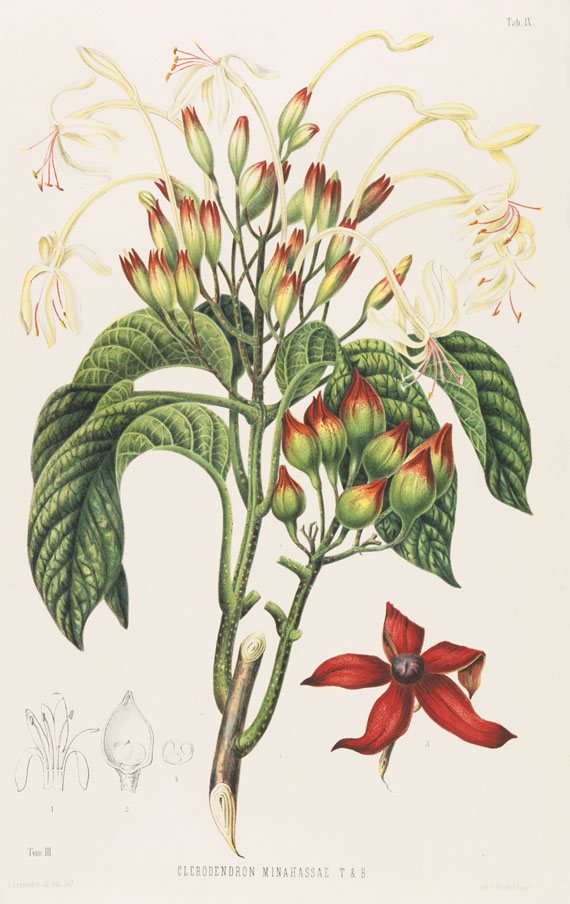 Friedr. A. Wilh. Miquel - Annales musei botanici. 4 Bde. 1863f.. - Altre immagini