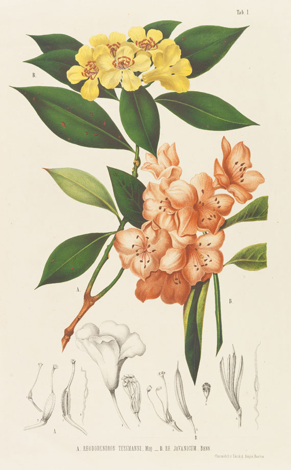 Friedr. A. Wilh. Miquel - Annales musei botanici. 4 Bde. 1863f..