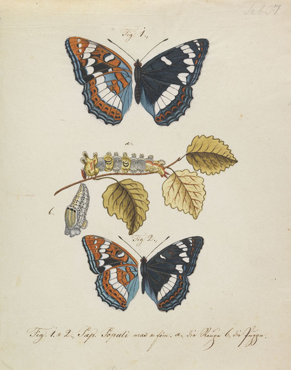 Schmetterlinge - Slg. ca. 80 Bll. Schmetterlings-Aquarelle. Um 1740-1790.
