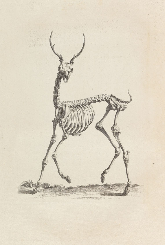 William Cheselden - Osteographia or the anatomy of the bones. 1733. - Altre immagini